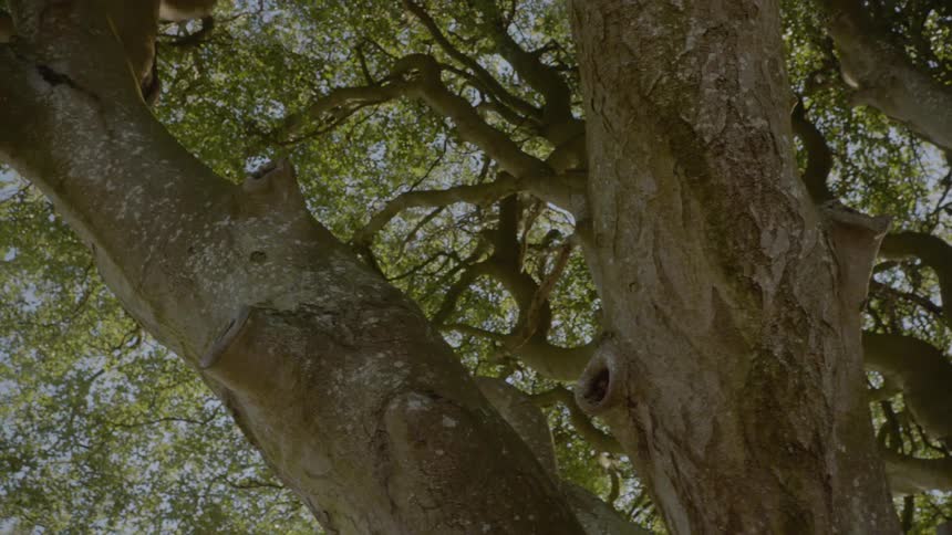 Thick tree branches stretch up to the sky