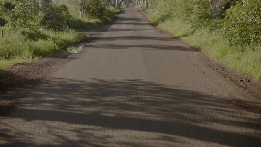Trees line a long paved country road