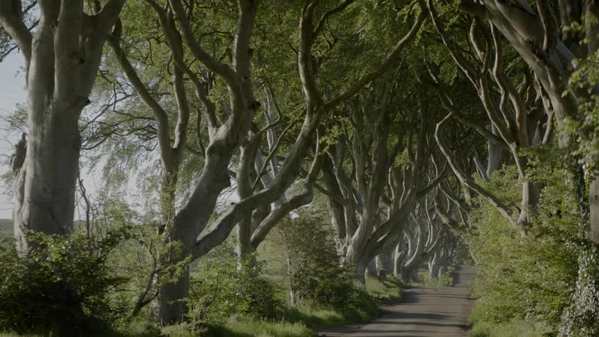 Oddly shaped trees line a country lane
