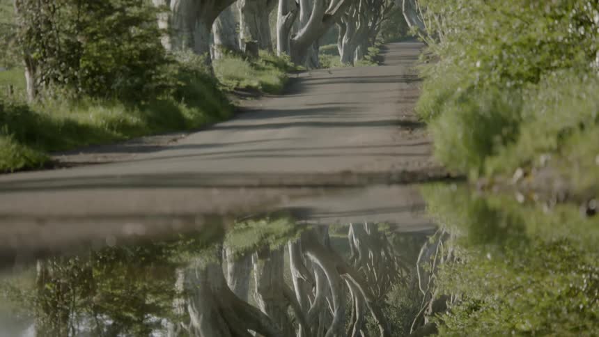 A puddle reflects the image of trees lining a country road