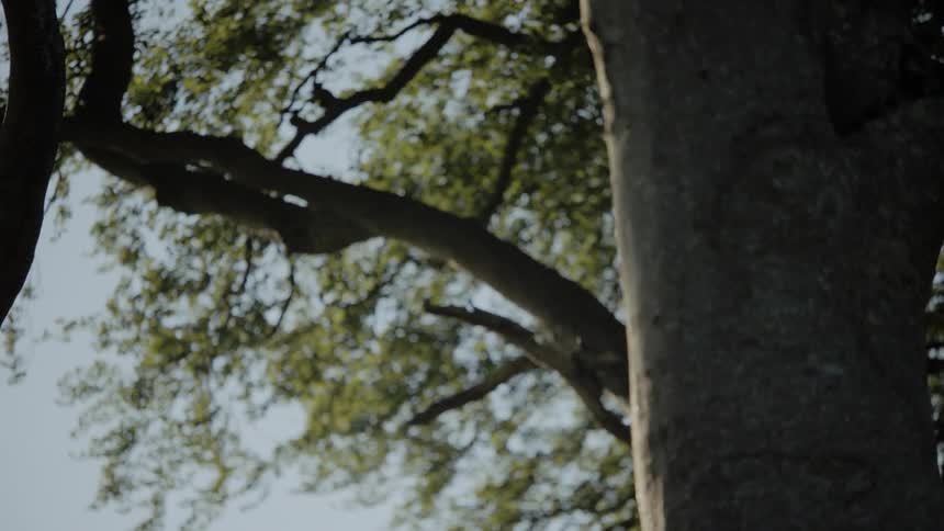A tree trunk rises into the sky