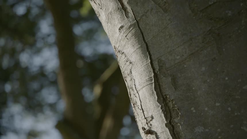 Cracked bark on a tree trunk