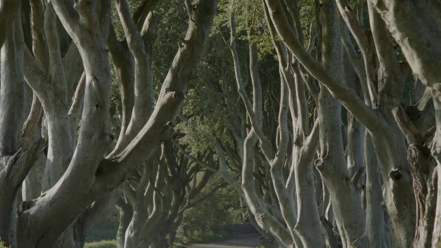 Thick stand of trees line road