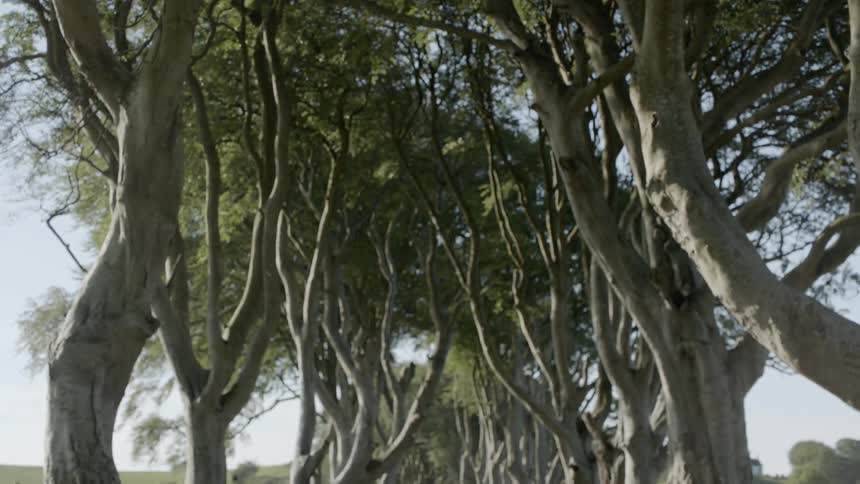 Birds fly through a lane lined by twisted and gnarled trees