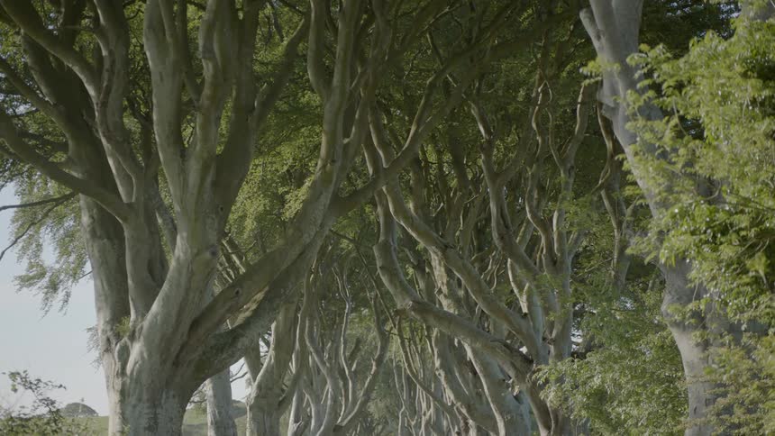 The long curved and twisty branches of trees lead up to green leaf canopy