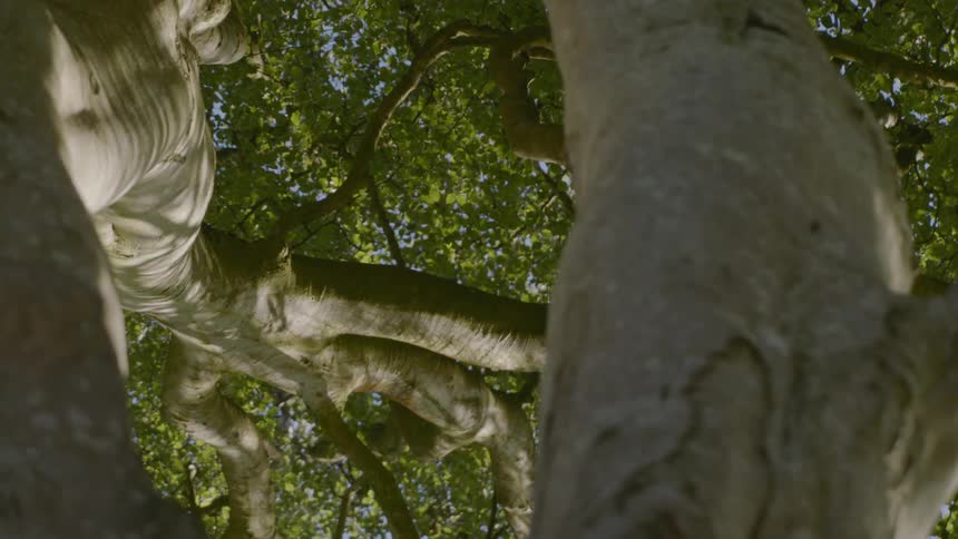 Oddly shaped tree trunks reach upwards