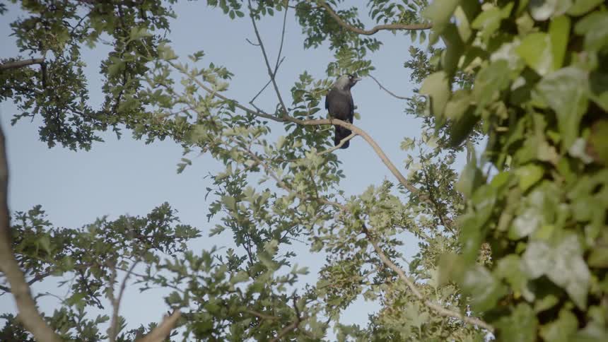 A black bird sits on a tree branch and then flies off