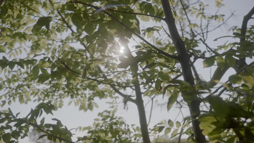 A view from the ground up of tree leaves facing the bright sun