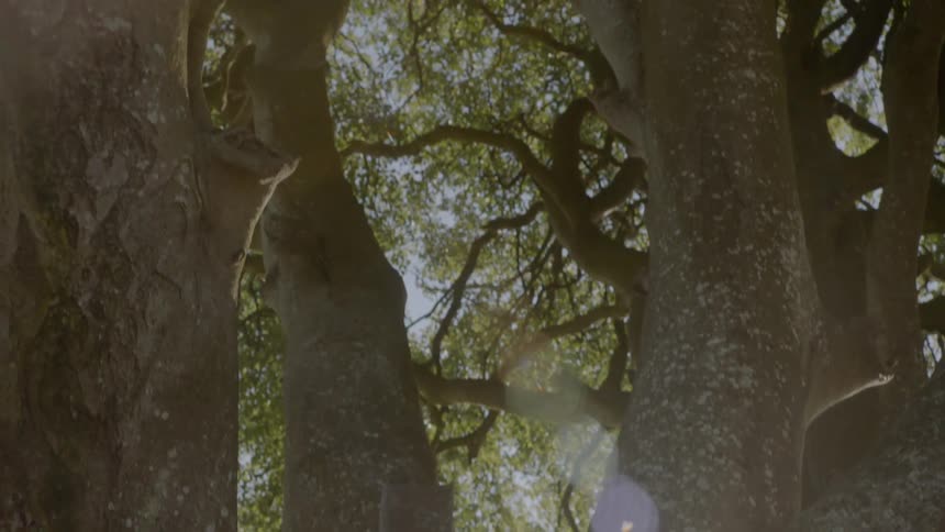 Oddly shaped trees reach up to the sky