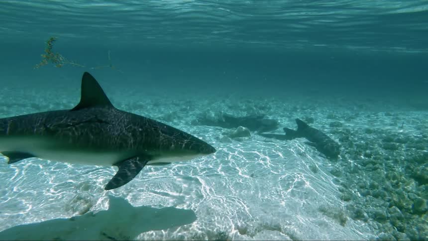 A shark slowly swimming beneath the surface of a body of water