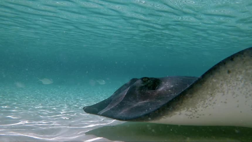 A ray swims along the bottom of the ocean