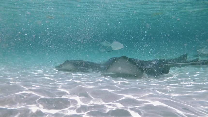 Manta rays swimming in shallow clear ocean water