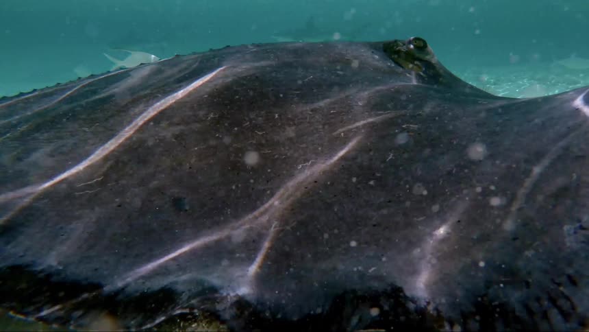 Ray swim along sea floor past sharks and fish