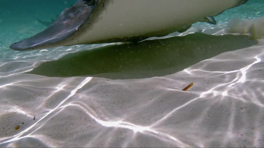 A skate fish swims along the bottom of the ocean