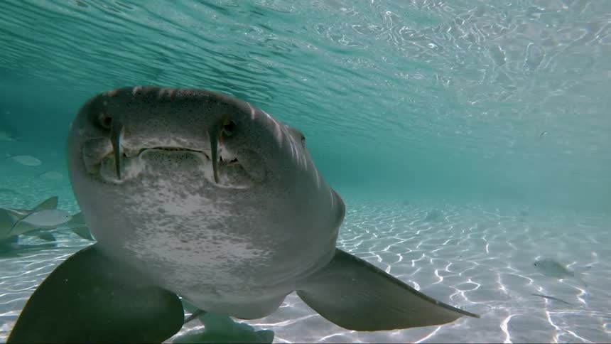 School of shark swimming near the ocean floor