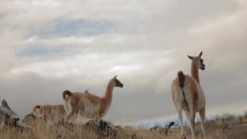 Three guanacos walking outdoors on a cloudy day in Torres del Paine