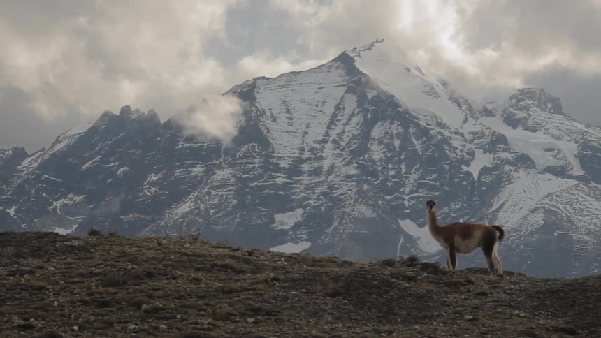 A guanaco standing near a cliff on a mountain in Torres del Paine