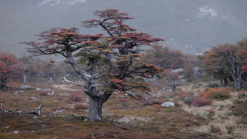 A tree with red and green leaves vibrating in the window on a plain