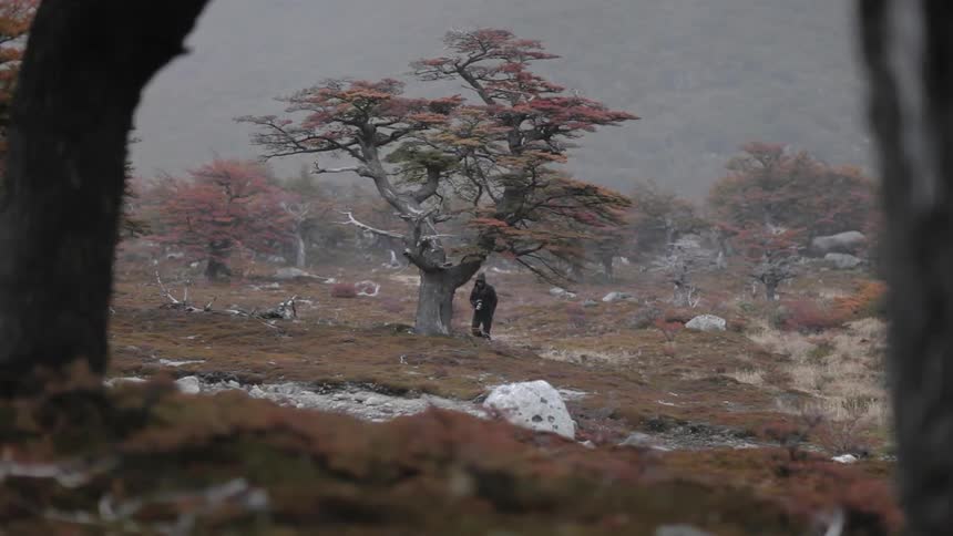 A man walks in the rain past trees and rocks turning and looking back a couple of times