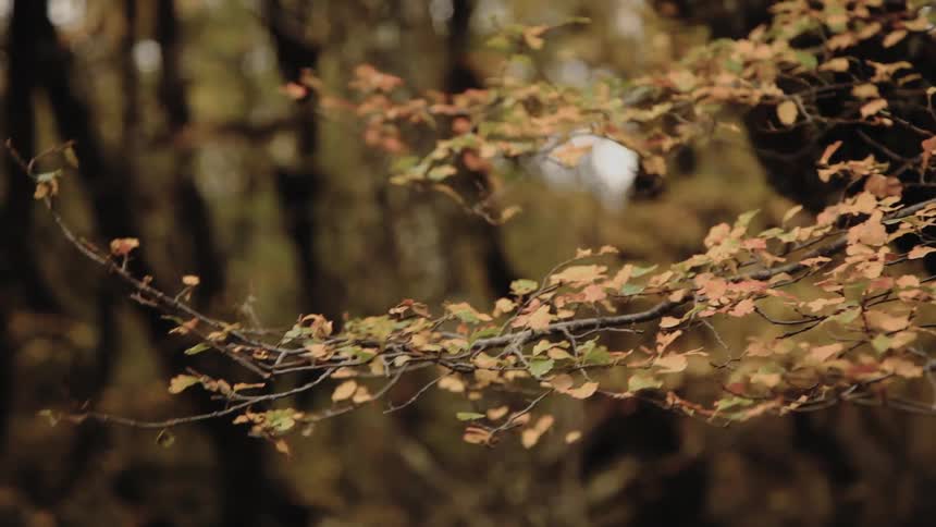 Leaves on a branch going over to fall colors