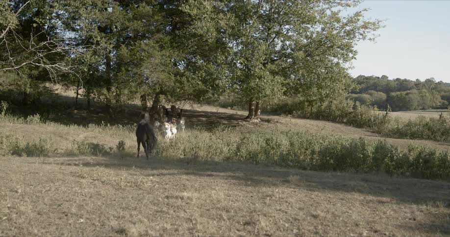 Farm animals running together through the pasture