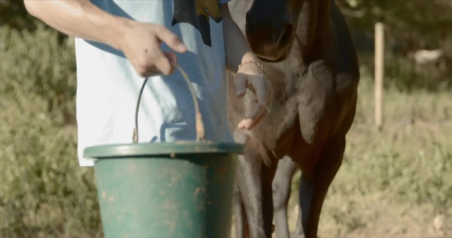 Man feeds brown horse on the farm during daylight