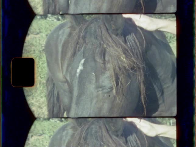 Man pets horse on forehead and neck