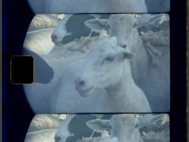 View of flock of sheep on the farm during daylight