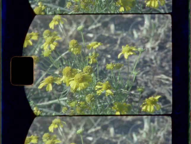 Yellow daisies growing outside