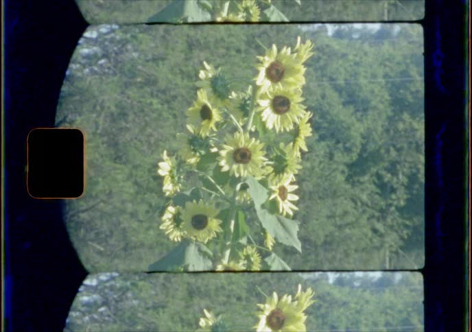 Tall sunflowers on a sunny day