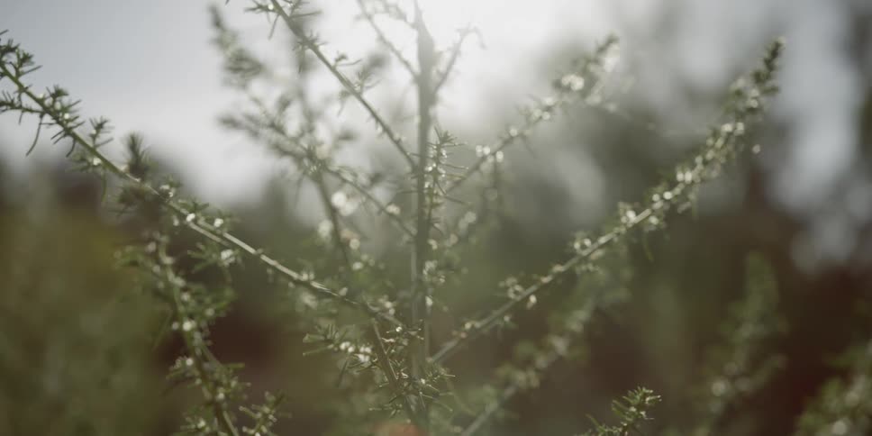 A small plant soaks up the sun