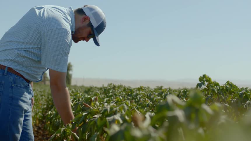 A farmer checks his crops in the field
