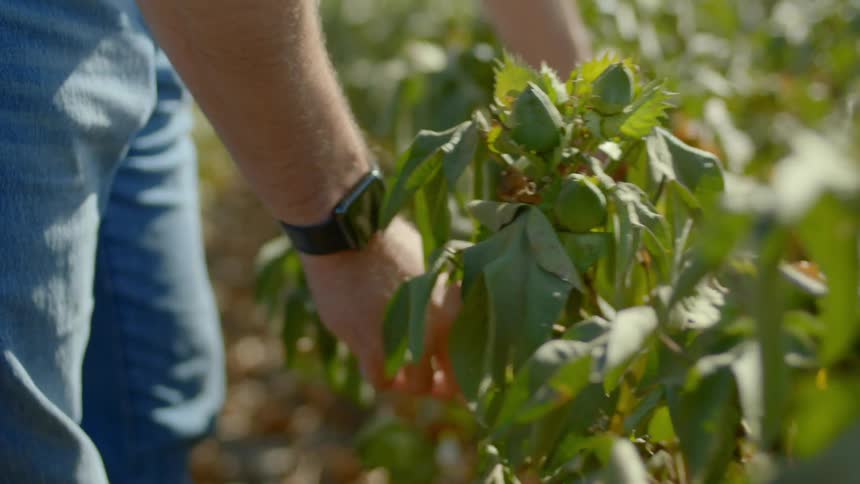 A farmer tends to his crops by hand on sunny day