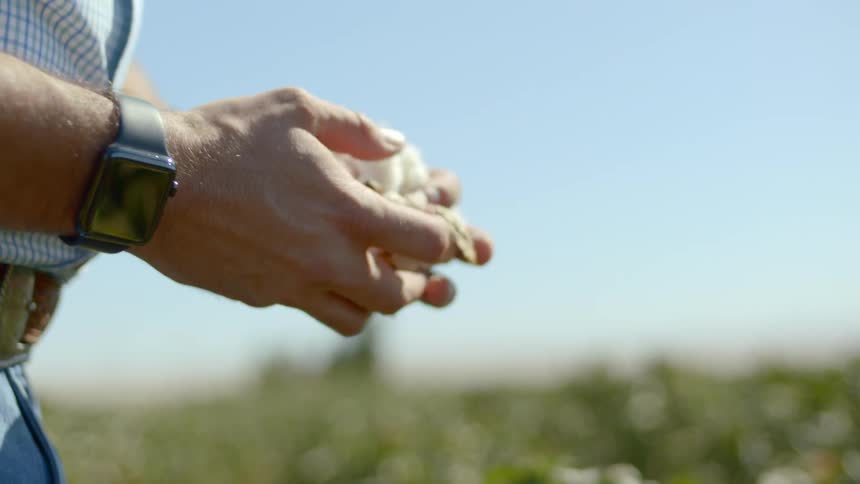 A man picks cotton from plants in a large field