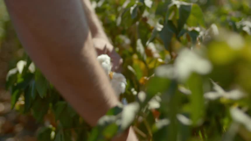 A mans hands pick fluffy cotton buds from green leaved plants