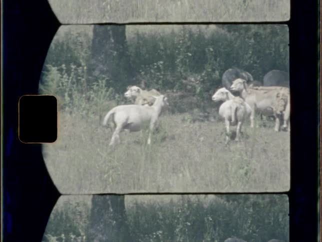 Herd of black and white goats grazing on a field in the wilderness