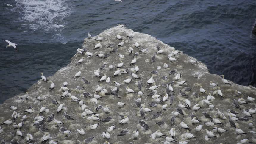 Sea Birds Perched on Rocky Cliff Overlooking Ocean Under Bright Coastal Daylight.