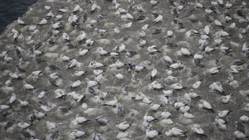 Birds Walking Along Shoreline at Beach With Gentle Waves and Bright Daylight.