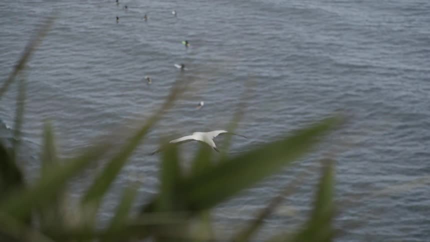 Dynamic Low Angle Shot of Sea Bird Soaring Across Vast Blue Ocean Horizon.