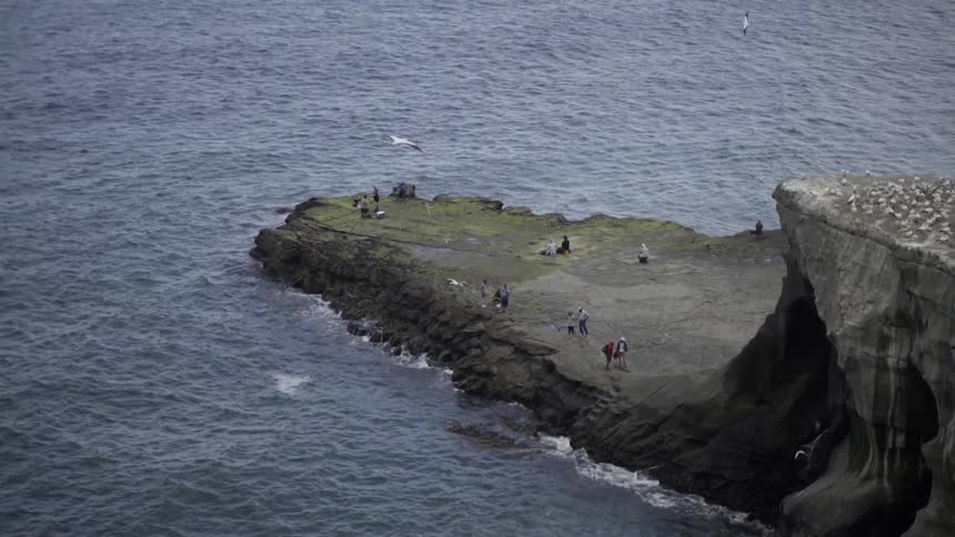 Seabirds Walking on Shoreline Under Soft Light at Calm Beachfront.
