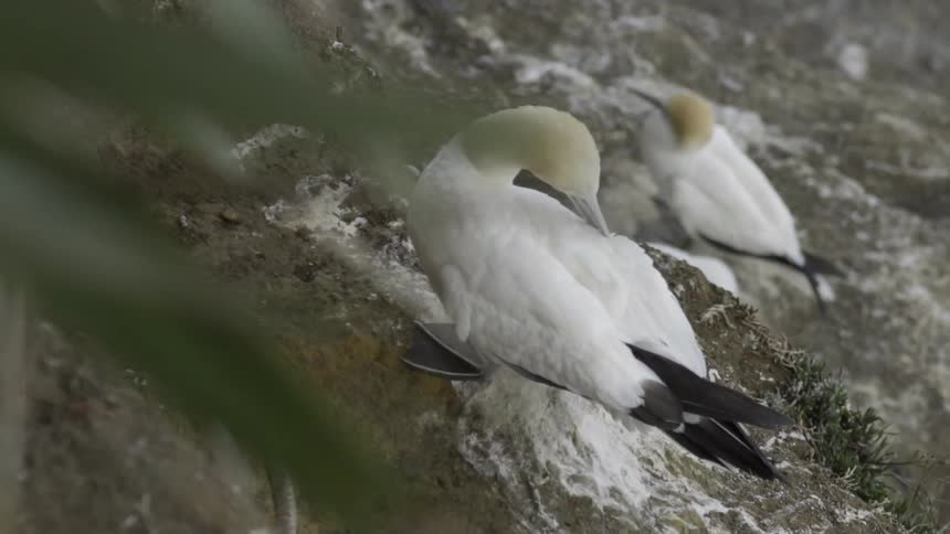 White birds sit on some rocks on a cloudy day