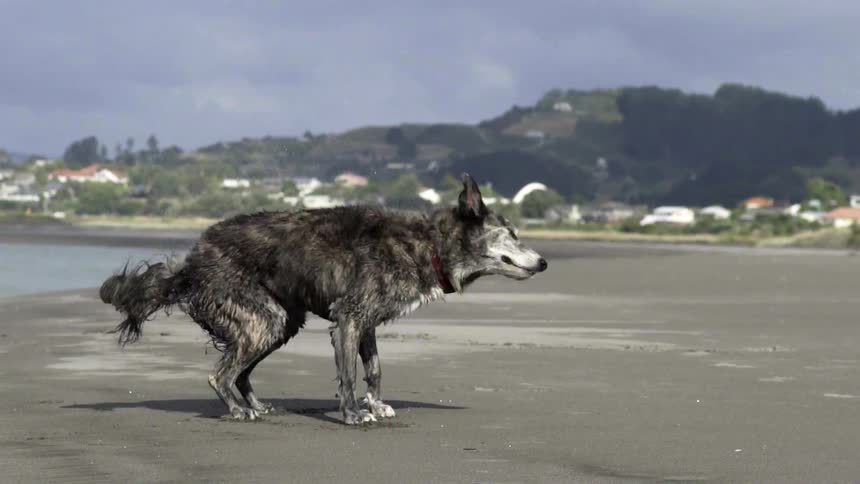 Dog Shaking Off Water On Beach Shoreline Under Bright Daylight With Ocean in Background.