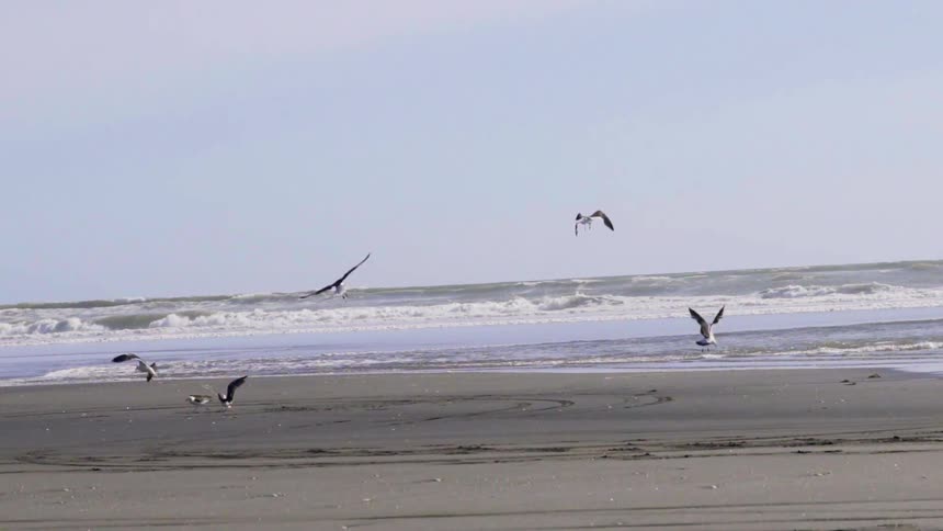 Seagulls Taking Off From Sandy Beach Shoreline Under Bright Daylight Coastal Scene.