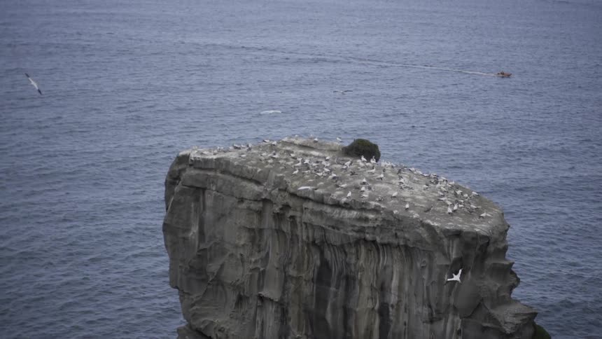 A flock of seagulls rest on a rock formation by the ocean
