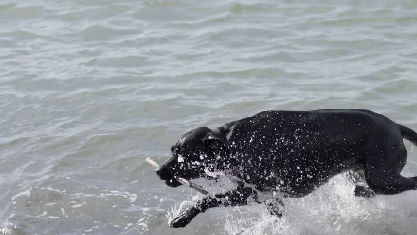 A dog is running with a stick from the ocean on a sunny day