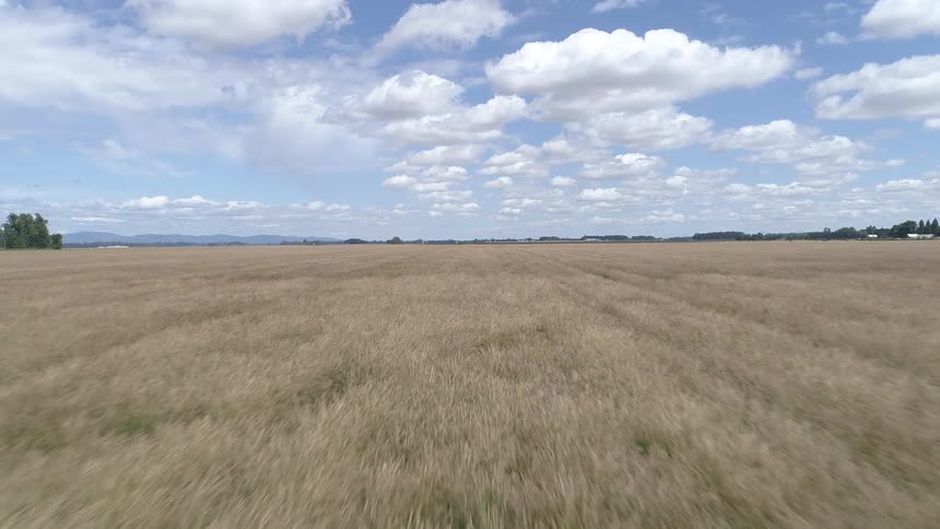 Field of wheat near farms