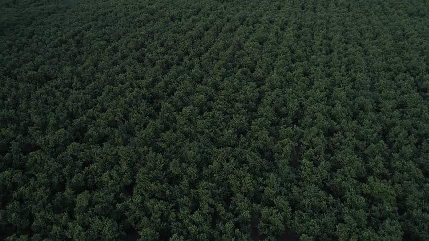 An aerial view of a jungle