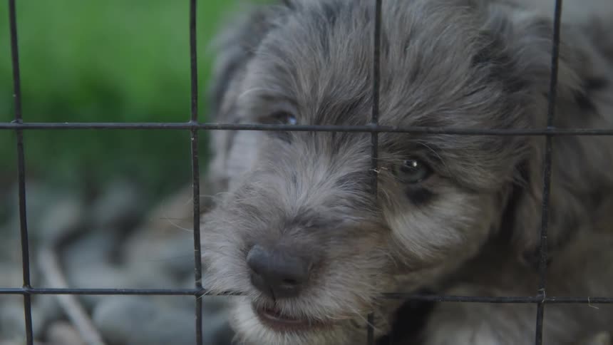 Shaggy grey puppy chews on wire fence
