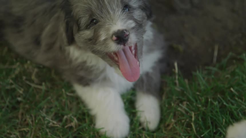 A puppy looks up with its tongue hanging out