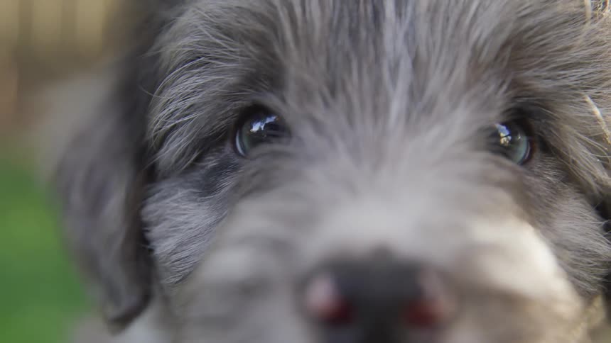 Shaggy grey puppy stares and wags tail